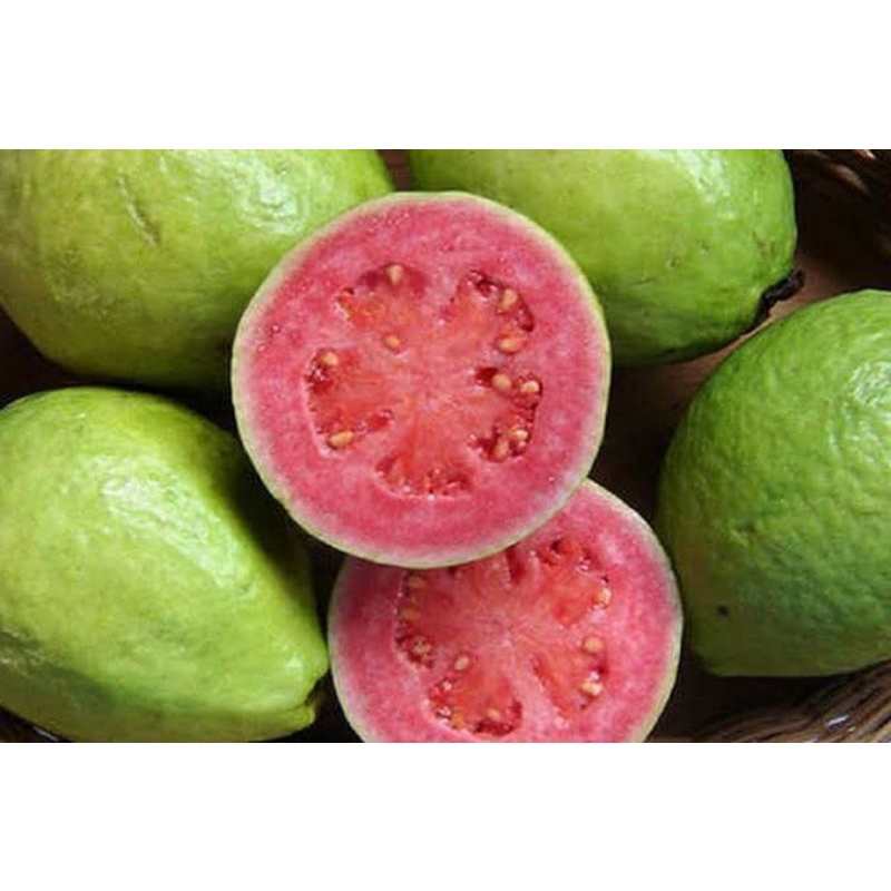 

jambu biji merah