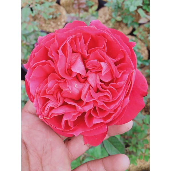 Mawar import James Park