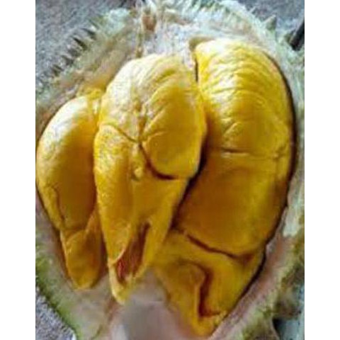 Termurah Bibit Tanaman Buah Durian Bawor Kaki 3 Tinggi 1,2 Meter Up H2O