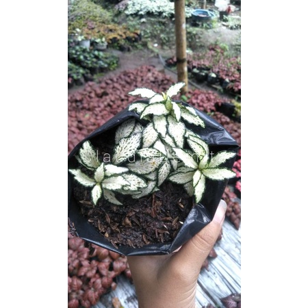 Fittonia White Forest Flame