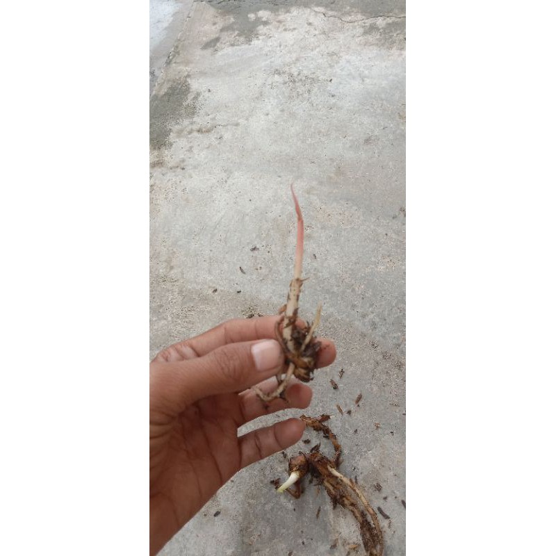 bonggolan aglonema dewi Hughes