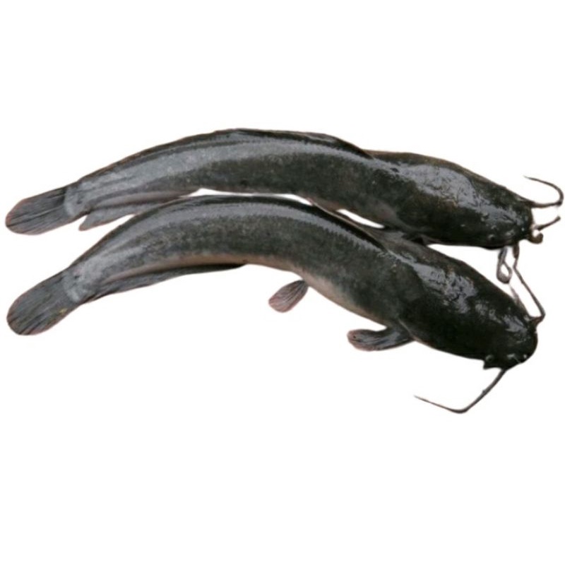 

ikan lele,ikan lele segar 500gram