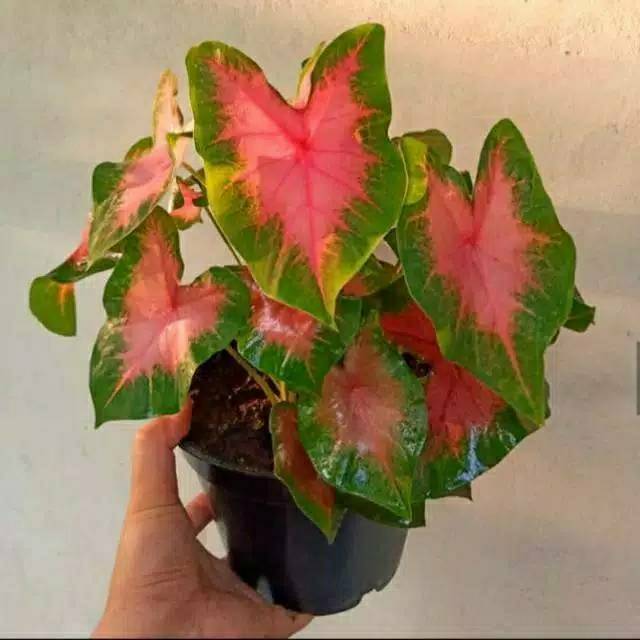 Tanaman hias keladi pink - hiasan taman - tanaman keladi pink - keladi pink - keladi