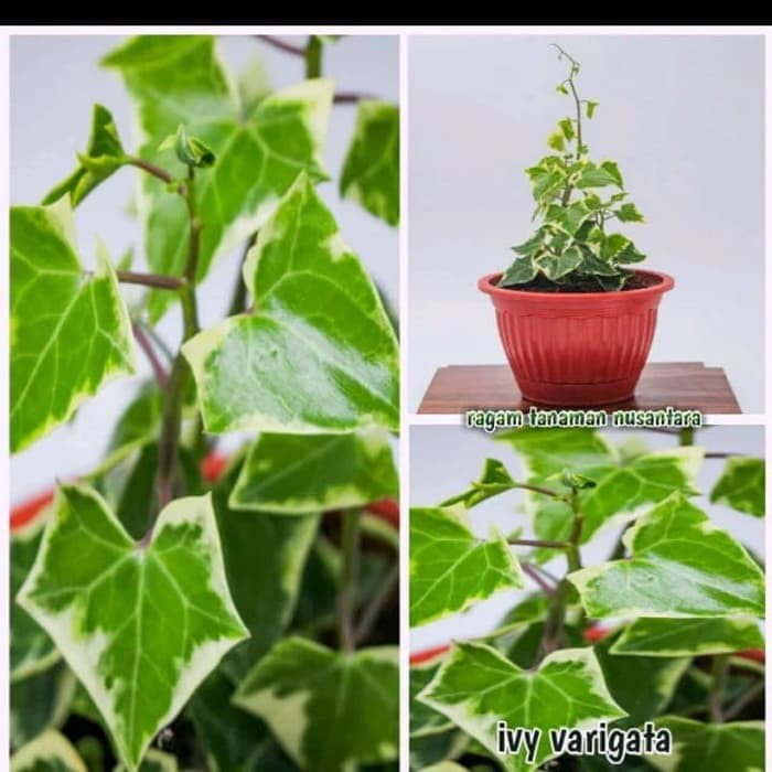 tanaman hias gantung ivy varigata - tanaman hias ivi - ivy varigata