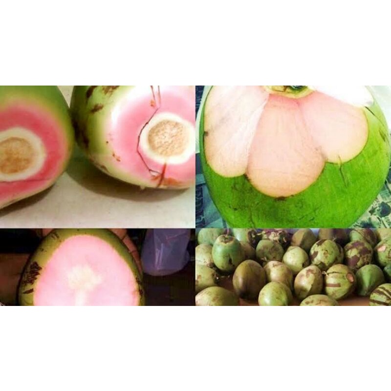 

Kelapa ijo obat/kelapa ijo wulung