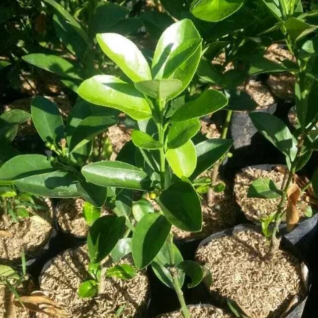 Bibit jeruk lemon cui