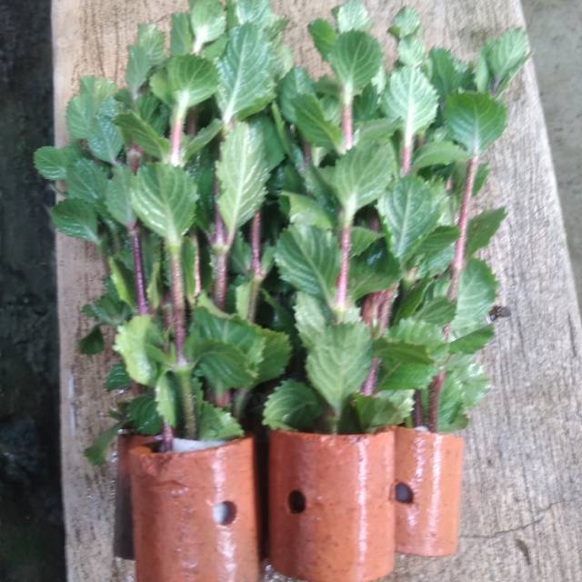 Water wisteria tanaman aquascape