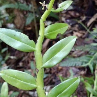 Tanaman Hias Appendicula Orchid Sumatera Anggrek Hutan Sumatera