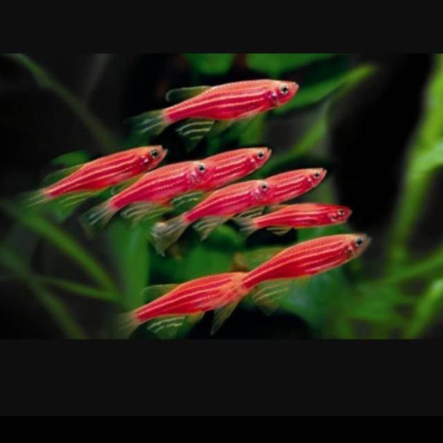 

Pink Danio