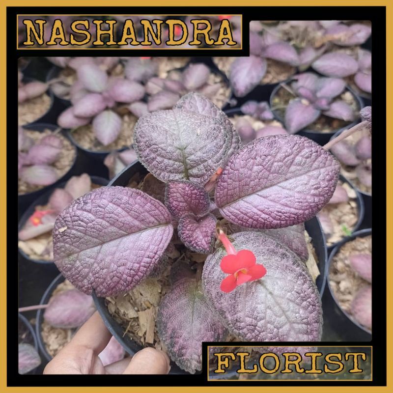 Tanaman Hias Bunga Episcia Strawberry