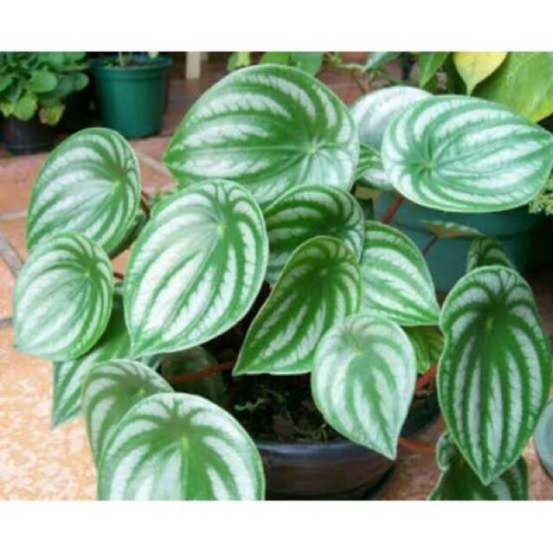 Tanaman hias peperomia watermelon /peperomia watermelon