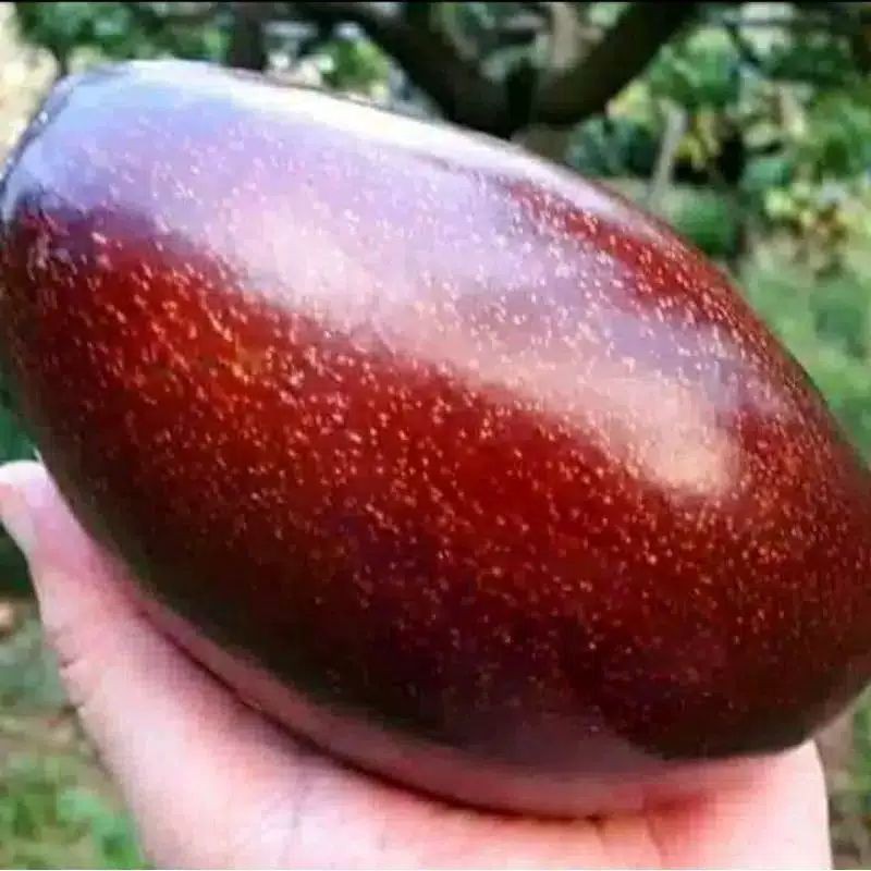 Bibit alpukat red vietnam 1meter