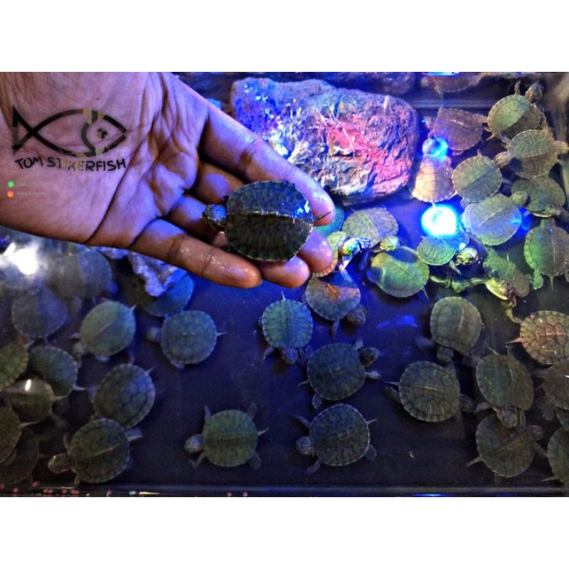 Kura Kura Red Eye Slider "RES" Baby | Kura kura Brazil