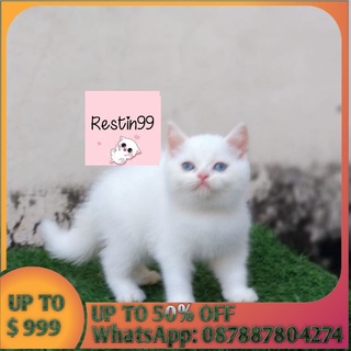 Jual kucing peaknose Harga Terbaik - Hobi u0026 Koleksi November 2021 