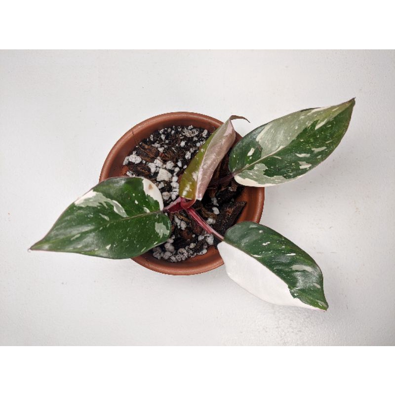 Philodendron Anderson
