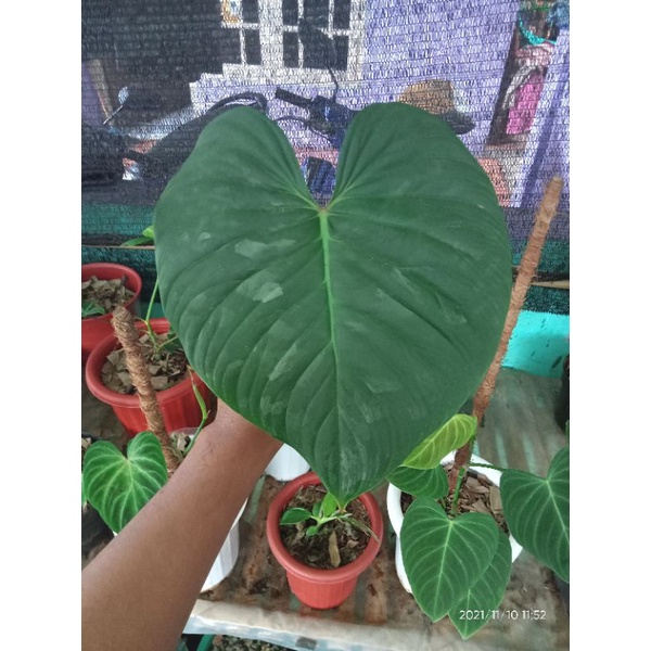 philodendron majestic