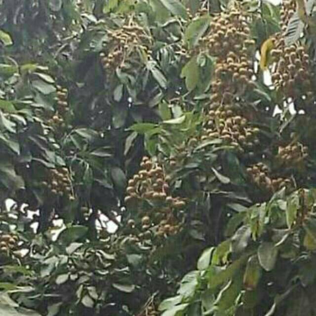 Pupuk/Pupuk Perangsang/Perangsang Buah/Boster Kelengkeng