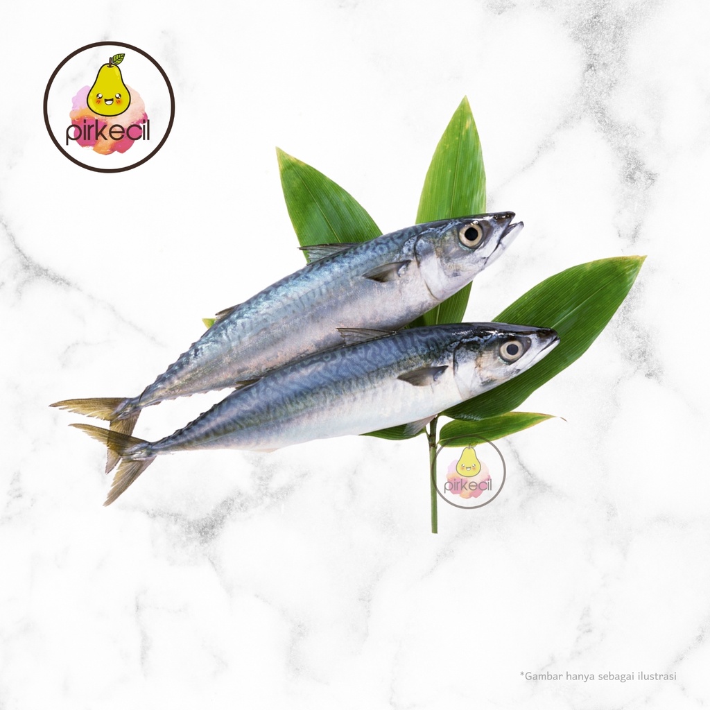 

Ikan Tenggiri SEGAR