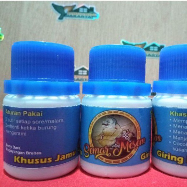 jamu giring keket semar sm khusus burung dara merpati lomba kolongan tinggian pos balap kentongan