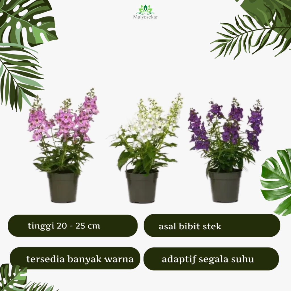 tanaman hias Angelonia - bibit dewasa - Bunga Lavender - berbunga