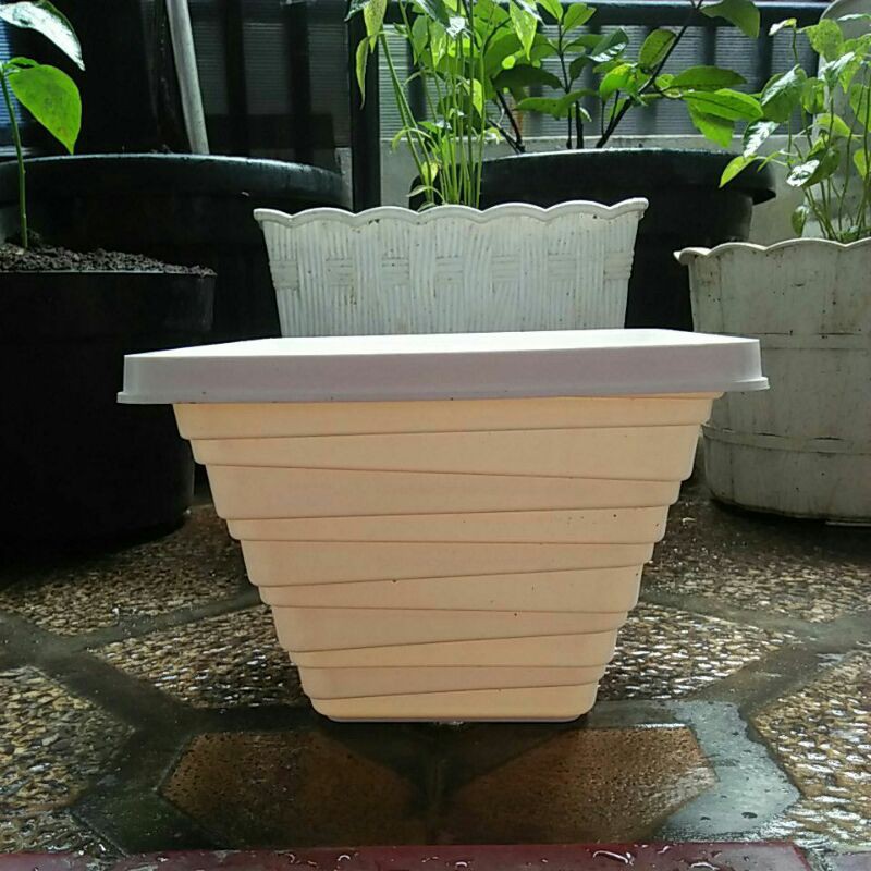 Pot bunga dan tanaman Kenanga Putih Ukuran 21cm