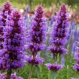 Bibit Benih Seeds Biji Bunga  LAVENDER  HYSSOP FRAGRANCE 