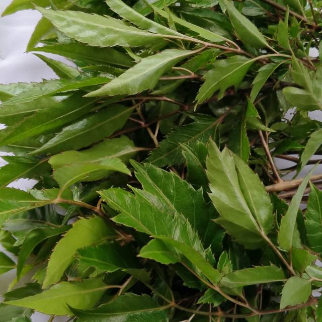 

daun cakra cikri 1 kg segar
