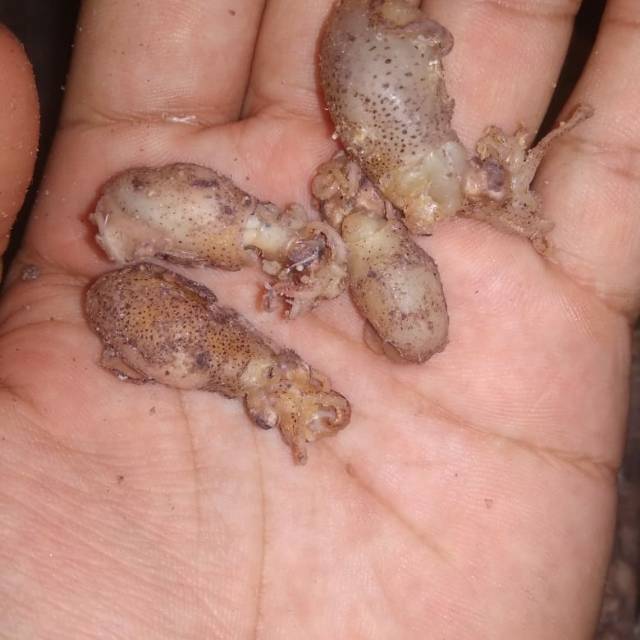 

Cumi Baby Telur 0.5-2 cm isi 250 Gram