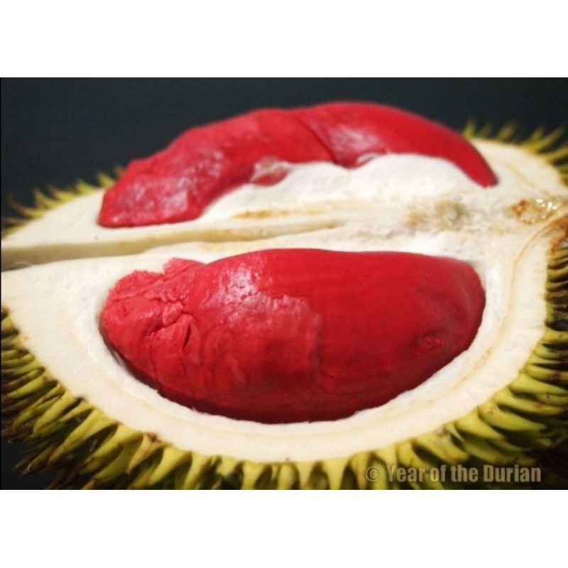 bibit durian merah