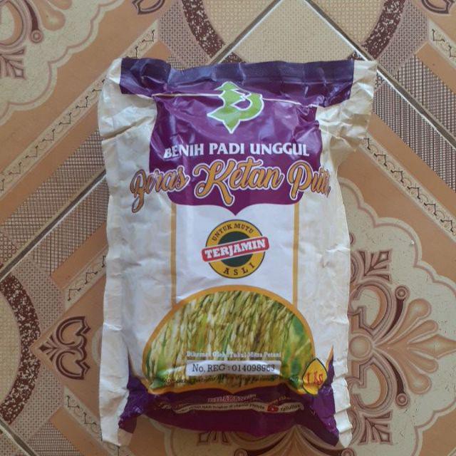 Benih Padi Beras Ketan Putih