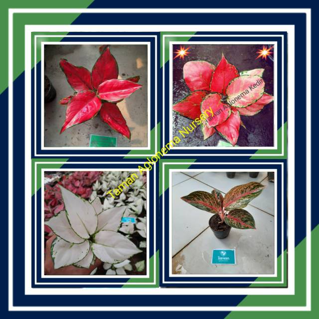 AGLAONEMA PAKET HEMAT 4 JENIS RED ANJAMANI KATRINA SUPER WHITE WIDURI (TANAMAN HIAS INDOR & AUDOR