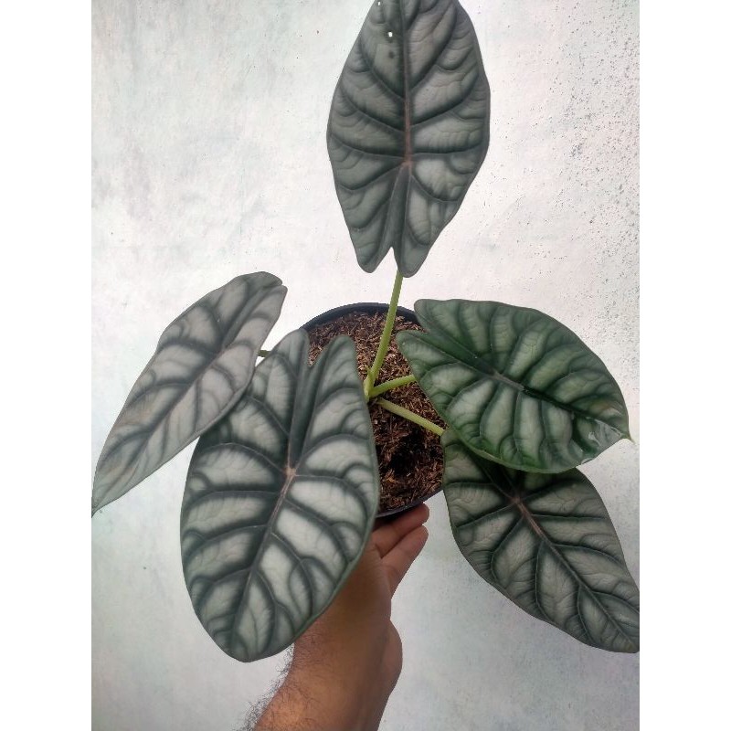 KELADI TENGKORAK SILVER INDUKAN