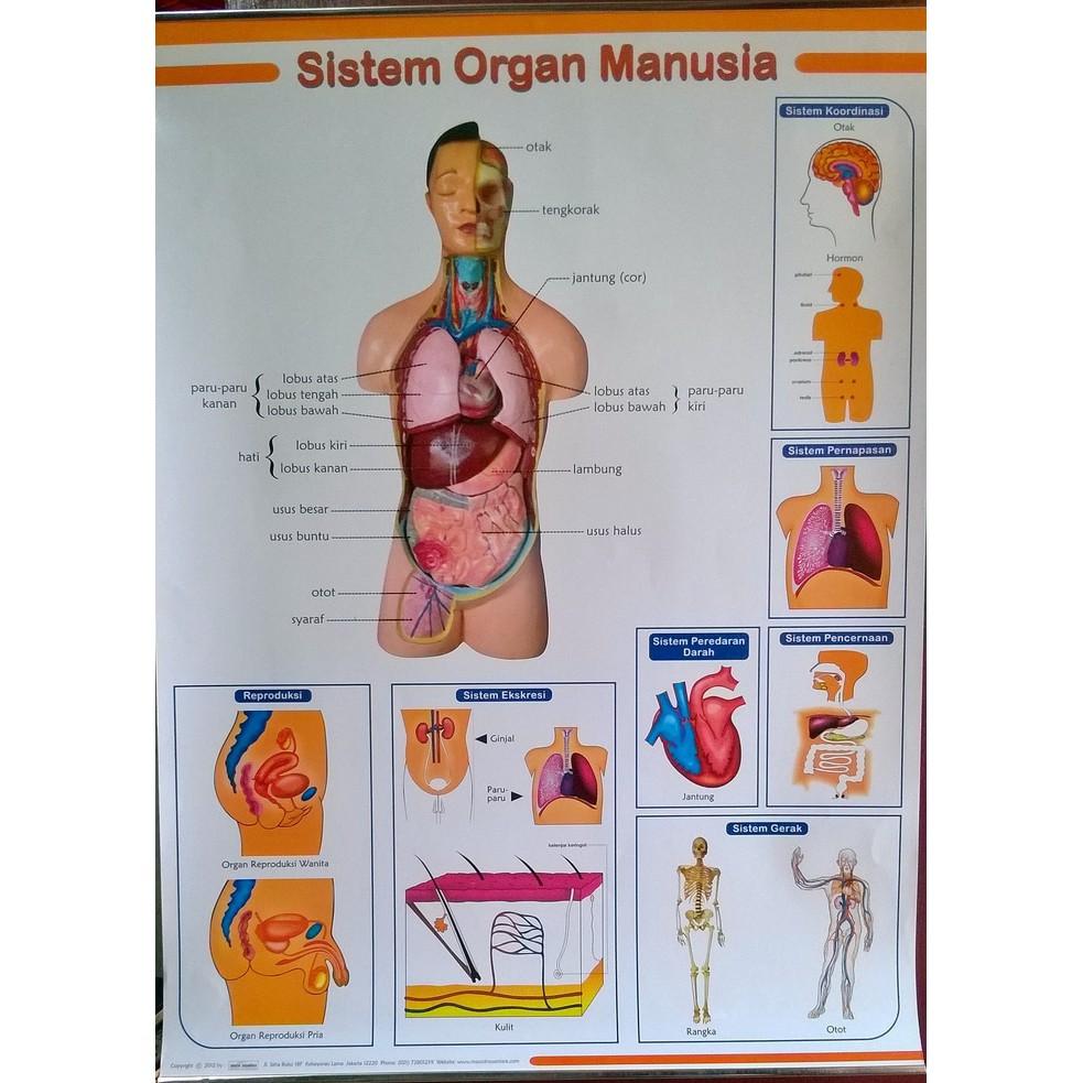 Плакат органы человека