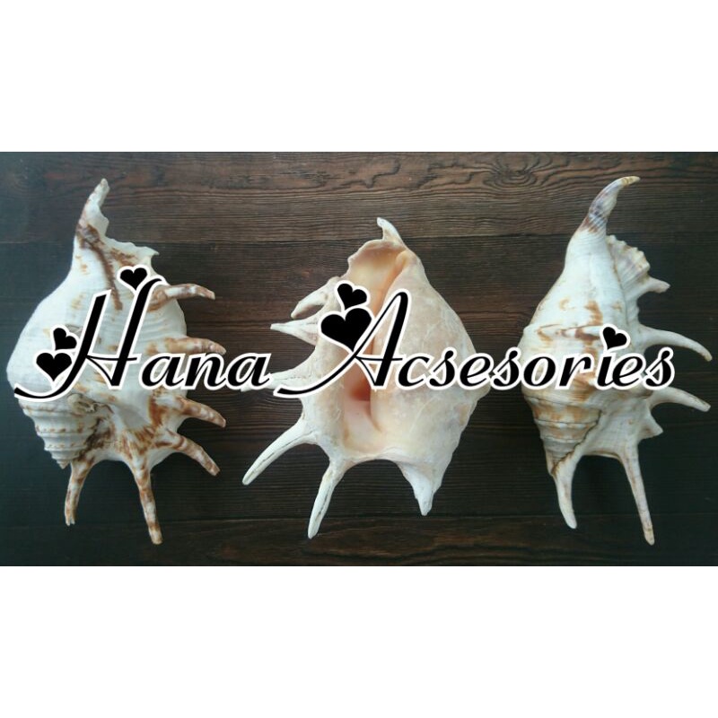 Cangkang Kerang lambis