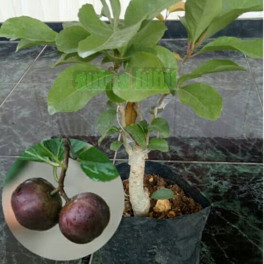 

Bibit Tanaman Buah Cherry Manila/Plum Manila