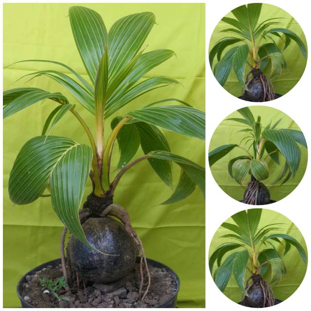 Bonsai kelapa gading