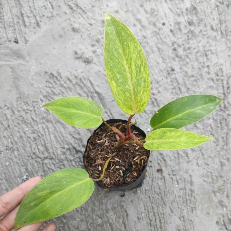 Philodendron Painted Lady