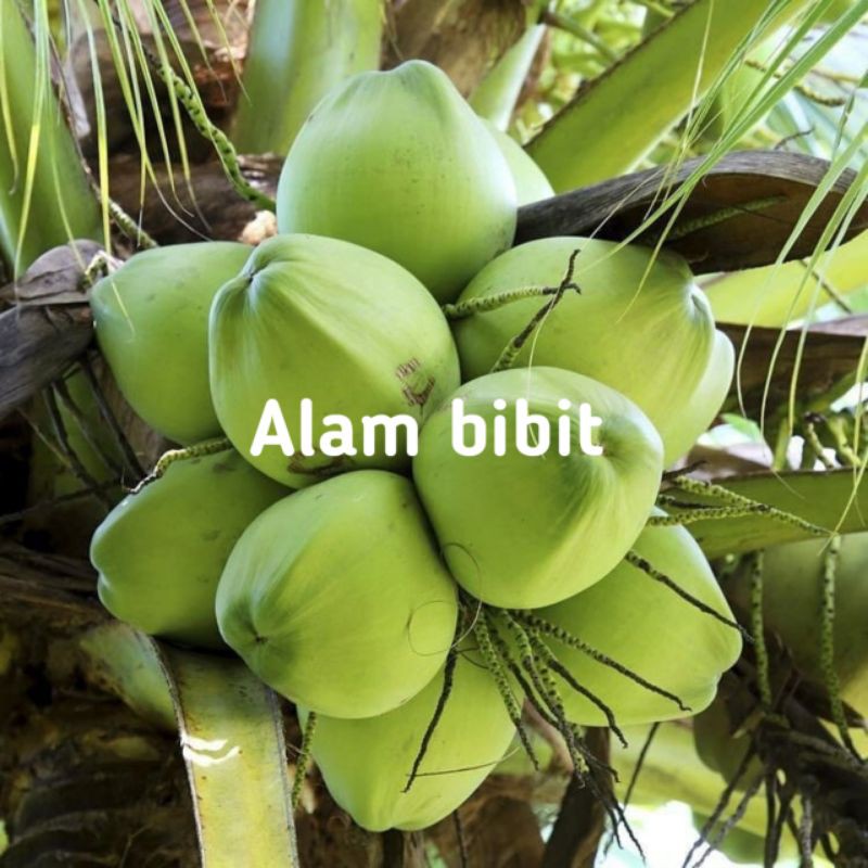 BIBIT KELAPA HIJAU GENJAH ENTOK SUPER