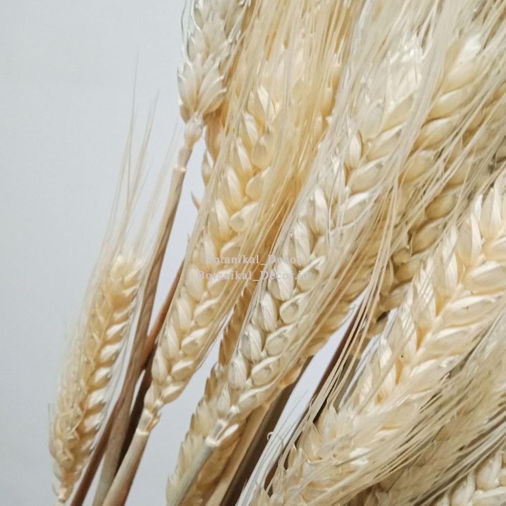 Preserved Flower Wheat Bunga Kering Gandum Padi Triticale Asli Impor Dekorasi Hias Rumah Pesta Buket