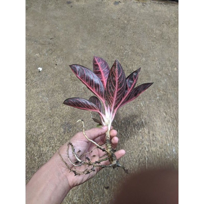 10 Paket Bonggol Aglonema / Bibit Aglonema