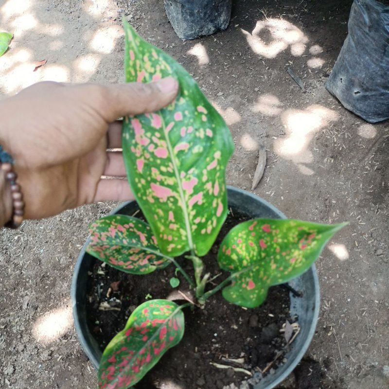 aglonema red pinus