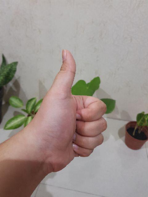 Slice Wood Potongan Kayu Untuk Dekorasi Wood Log