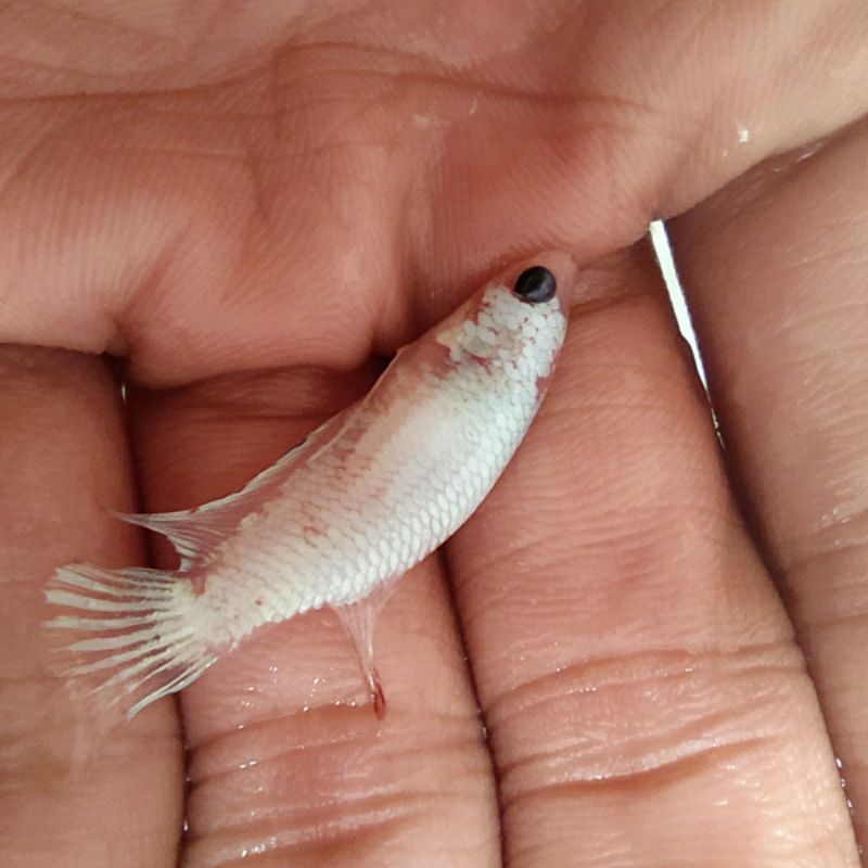 

ikan cupang hias PK Bahanan white platinum