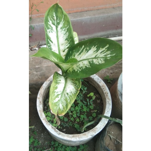 Bunga Aglonema Zebra /  Sri Rejeki / Bunga Beras Kutah ( Beli 5 bonus 1)