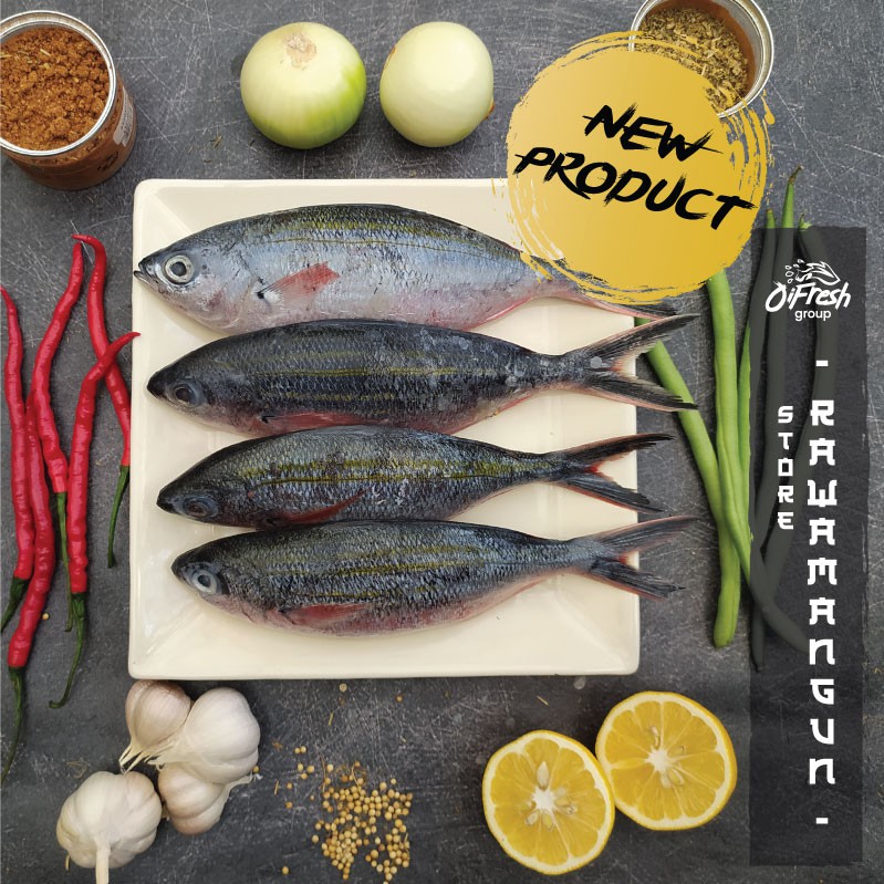 

Ikan Ekor Biru PREMIUM LOKAL Segar dan Bergaransi / Pack