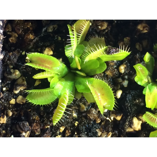 venus flytrap "chunky"