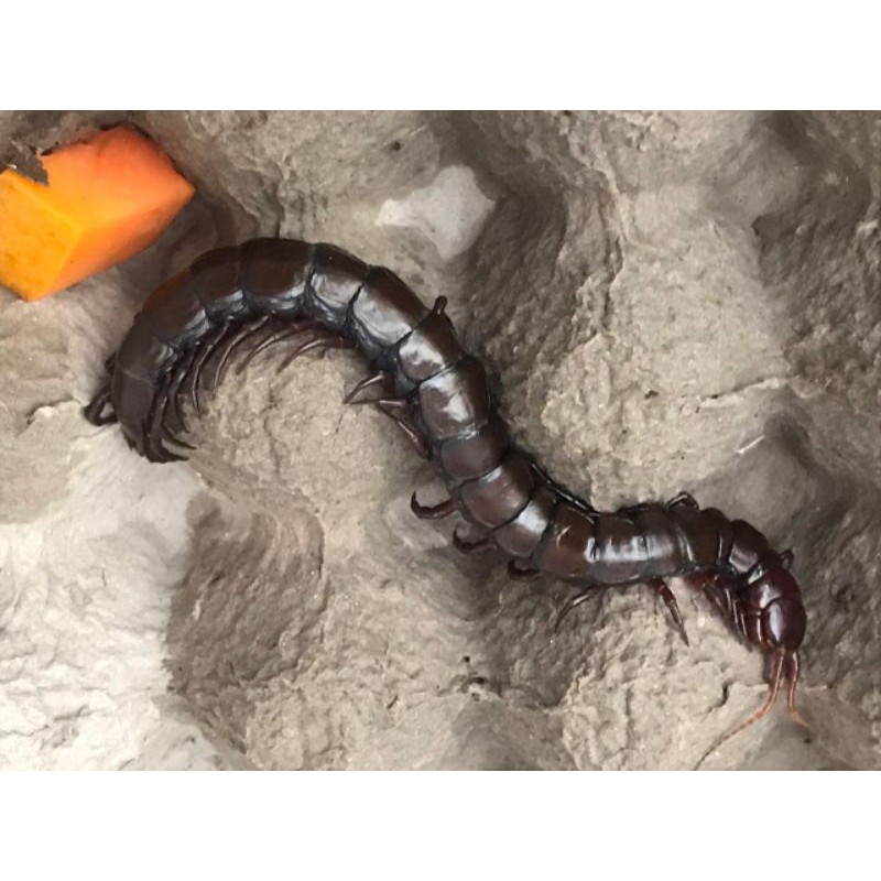 kelabang Lipan Hidup 12-15 (SATUAN)