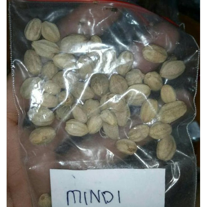 #_* 1 KG BENIH BIJI POHON MINDI SIAP SEMAI /3¦