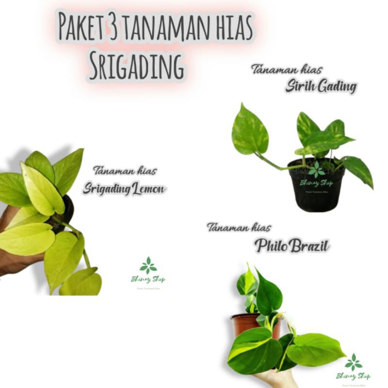 Paket 3 Jenis Tanaman Hias Srigading / Pohon Hias Srigading / 3 Jenis Tanaman Hias Srigading