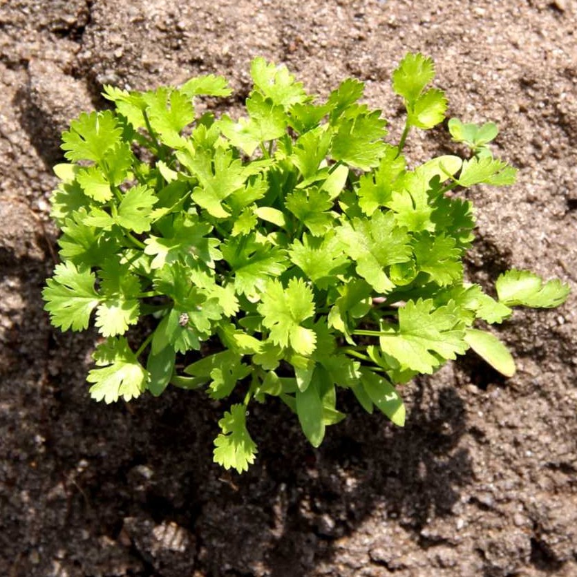 25 Bibit Coriander Daun Ketumbar Favor Herb Benih Sayuran Herba Known You Seed Tanaman Obat Herbal